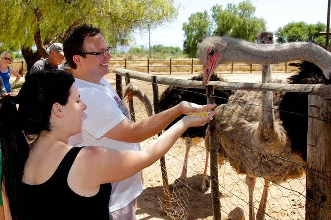 Skip the Line: Highgate Ostrich Farm Tour Ticket - Why Highgate works as an Oudtshoorn stop