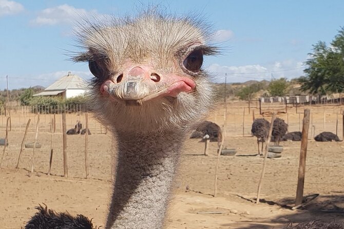 Skip the Line: Highgate Ostrich Farm Tour Ticket - From feathers to eggs and leather