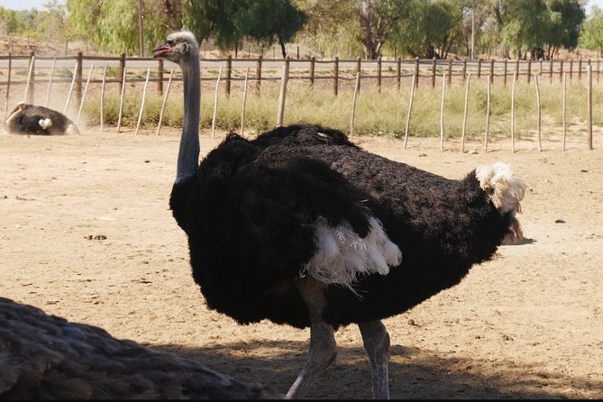Skip the Line: Highgate Ostrich Farm Tour Ticket - The farmlands and the birds themselves