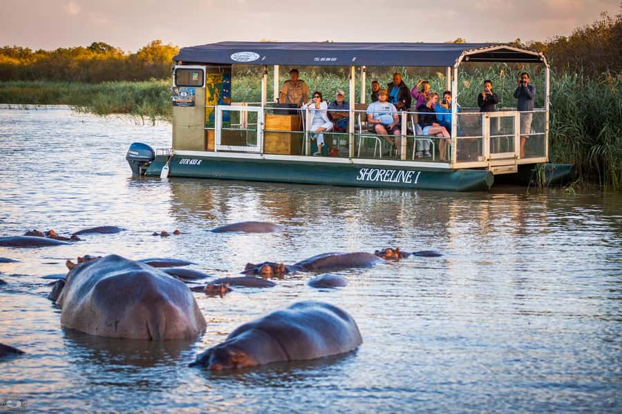 St Lucia: Hippo and Crocodile Cruise on a 15-Seat Vessel - Meeting the hippo families