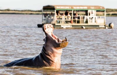 Hippo and Crocodile Cruise on a 15-Seat Vessel