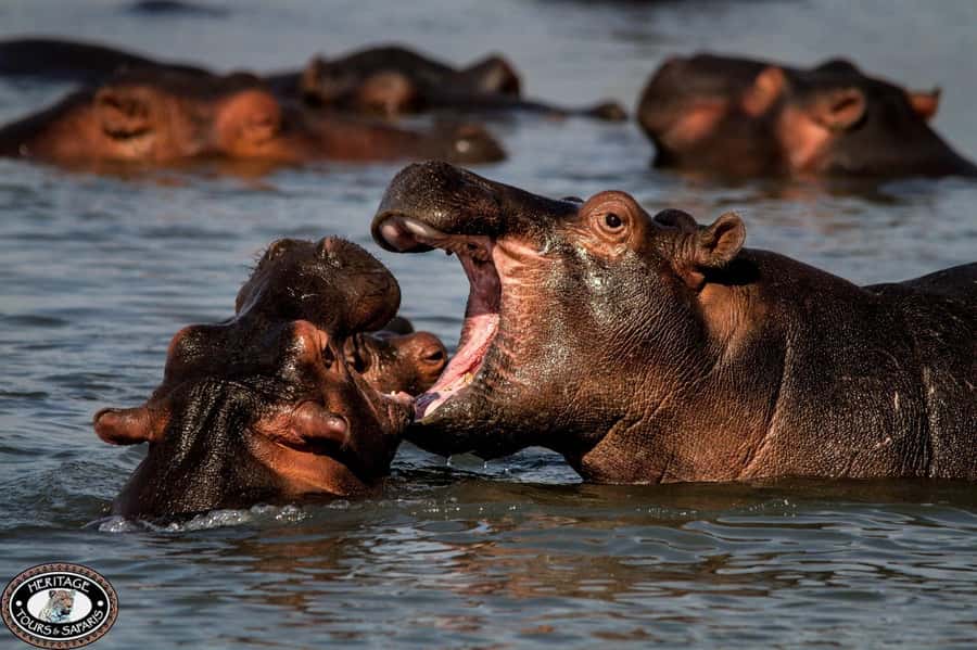 St Lucia: Hippo and Crocodile Cruise on a 15-Seat Vessel - Choosing the best departure time