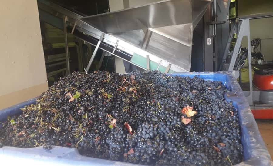 Stellenbosch: Half-Day Wine Tour - Who should book it?