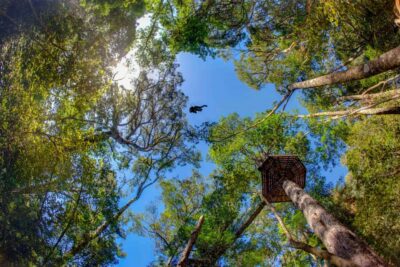 Tsitsikamma National Park Zipline Canopy Tour