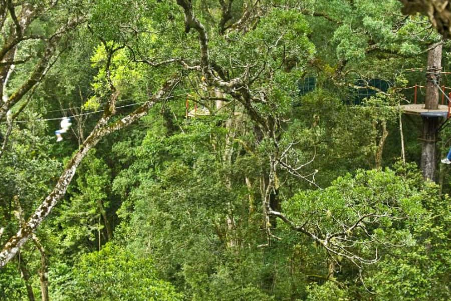 Storms River: Tsitsikamma National Park Zipline Canopy Tour - What the ziplines feel like in practice