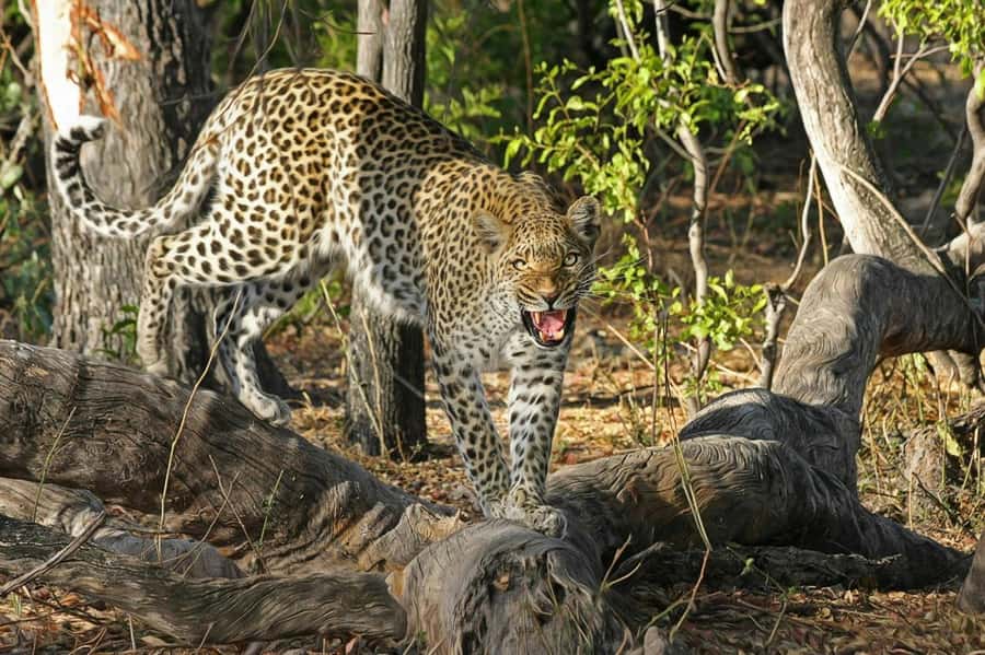 Sunset Safari at the big 5 Game Reserve All inclusive - Key points to know before booking