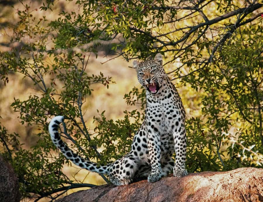 Sunset Safari at the big 5 Game Reserve All inclusive - From Cape Town to the Western Cape reserve
