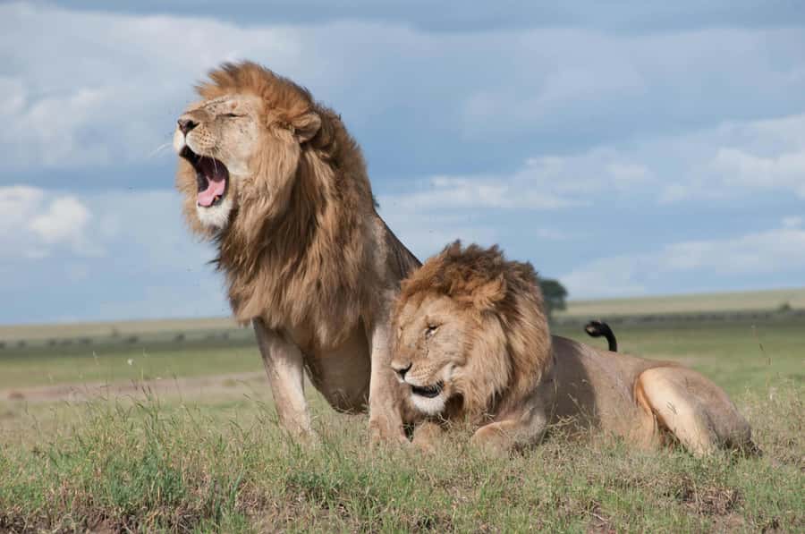 Sunset Safari at the big 5 Game Reserve All inclusive - Three hours in the open-air 4x4