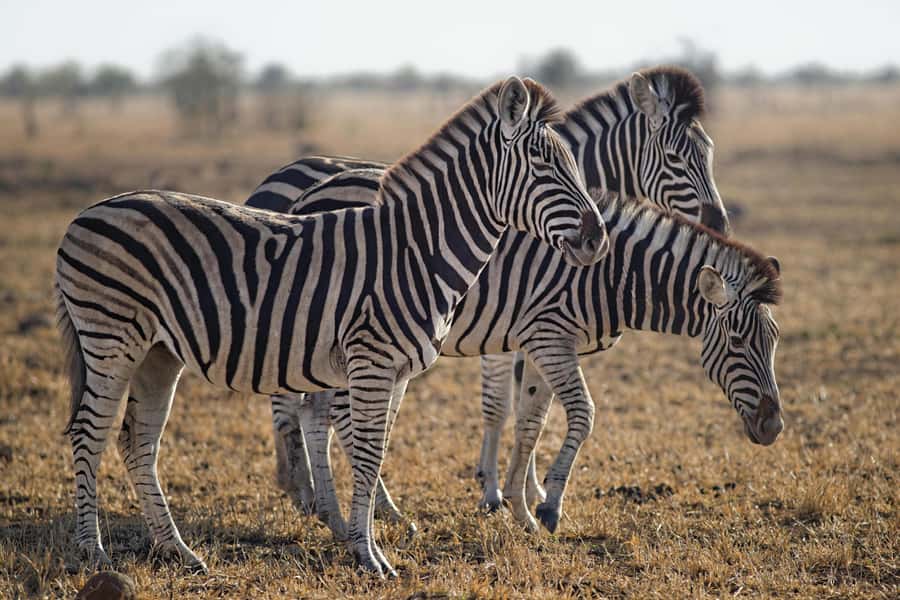 Sunset Safari at the big 5 Game Reserve All inclusive - What the wildlife sightings may really be like
