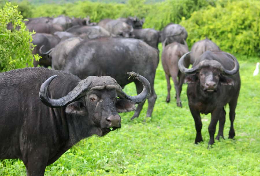 Sunset Safari at the big 5 Game Reserve All inclusive - Is $280 per person good value?