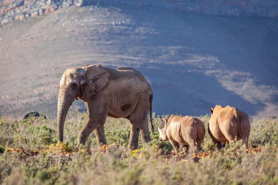 Sunset Safari at the big 5 Game Reserve All inclusive - Language, comfort, and practical preparation