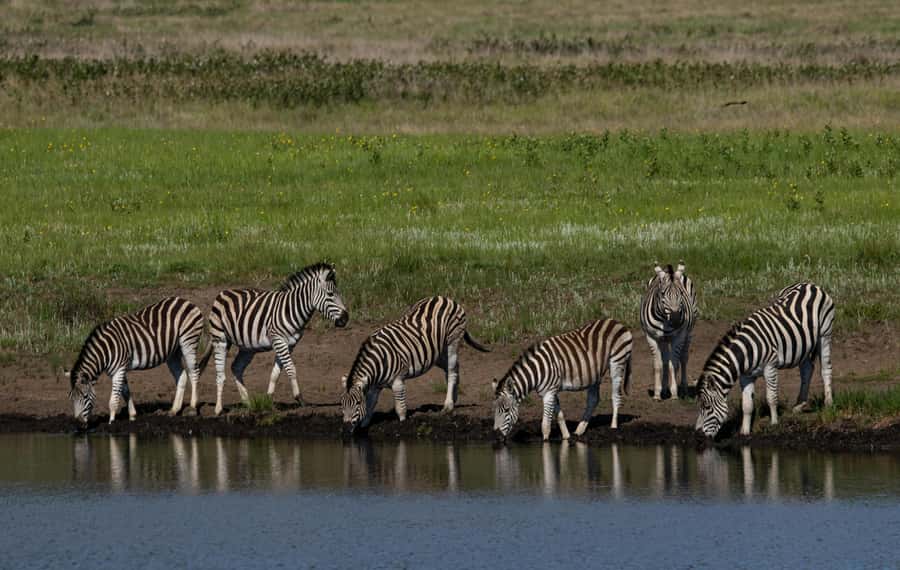 Sunset Safari at the big 5 Game Reserve All inclusive - Should you book it?