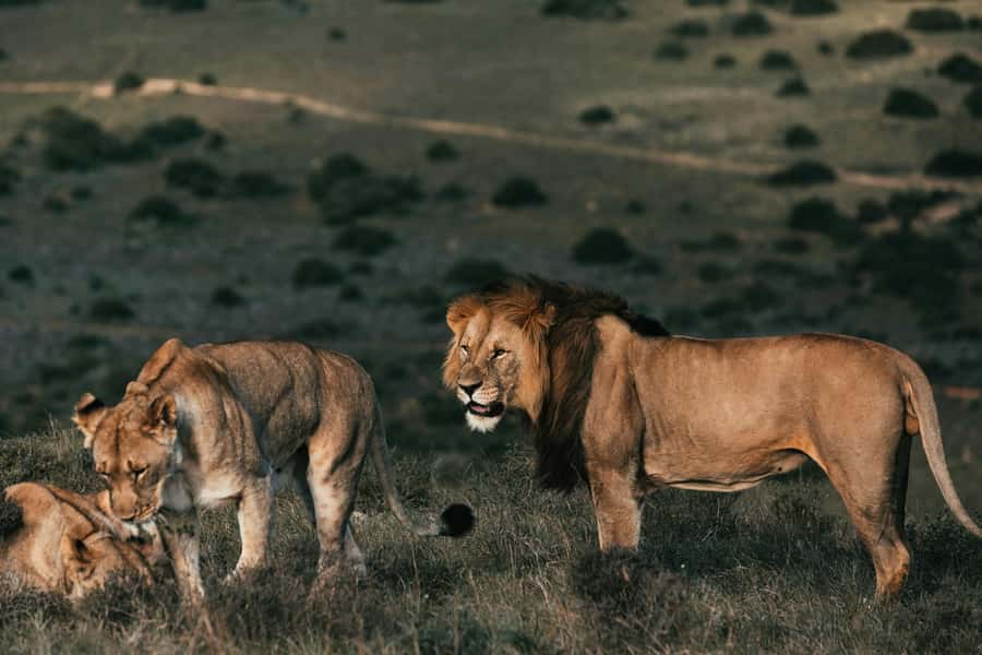 Sunset Safari at the big 5 Game Reserve All inclusive - Arrival at a private game reserve