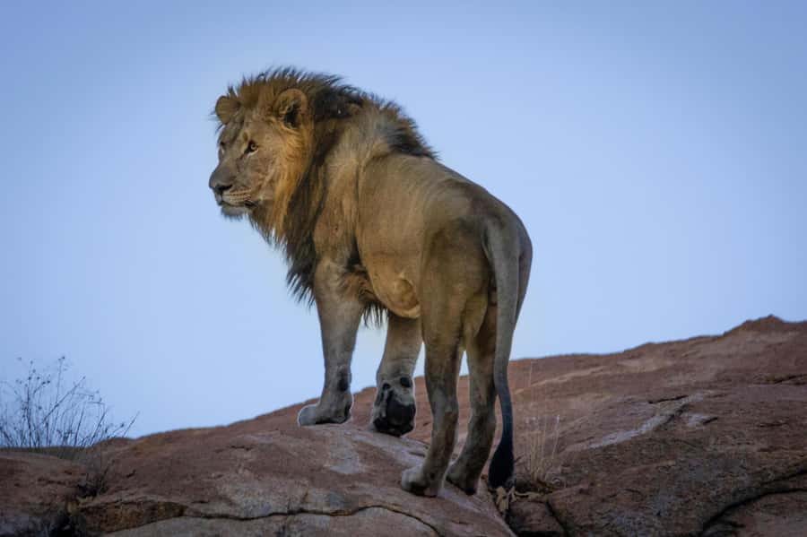 sunset safari big 5 Game reserve Group Tour - The 110-minute road to Worcester