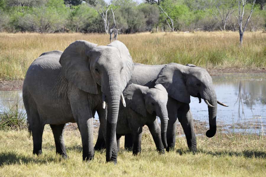 sunset safari big 5 Game reserve Group Tour - What the two-hour sunset drive feels like