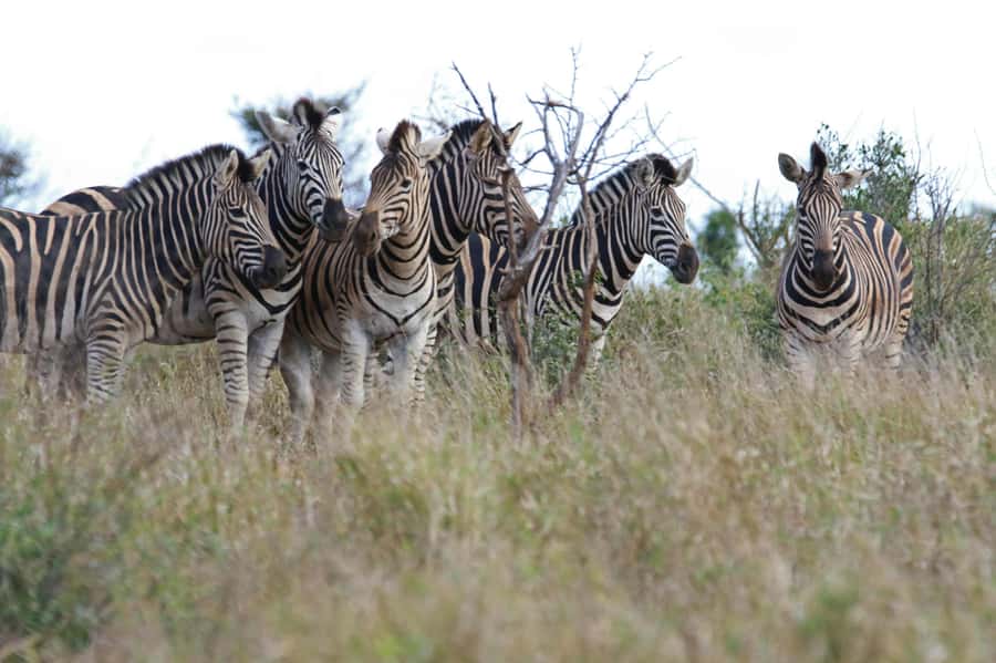 sunset safari big 5 Game reserve Group Tour - Meals, drinks, and what the $224 price covers
