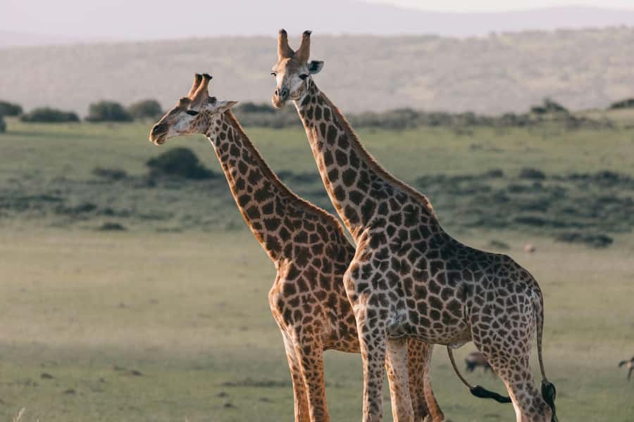 sunset safari big 5 Game reserve Group Tour - The guide can shape the whole day