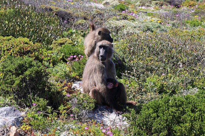 Supersaver: Cape of Good Hope and Cape Point Day Tour from Cape Town - Boulders Beach and the African penguins