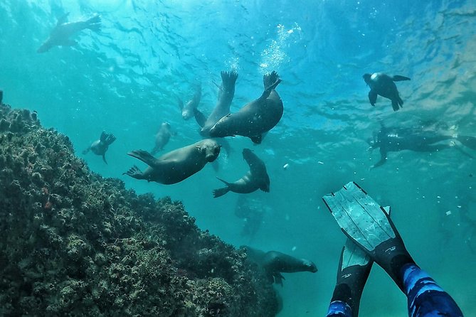 Swim with Seals - Reaching the Robberg seal colony