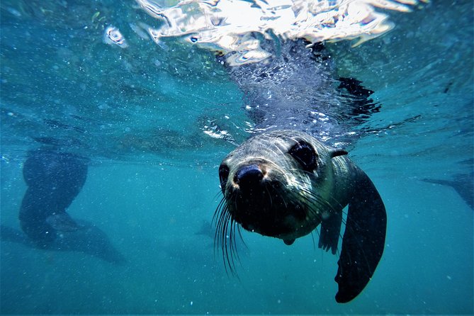 Swim with Seals - Safety around wild seals