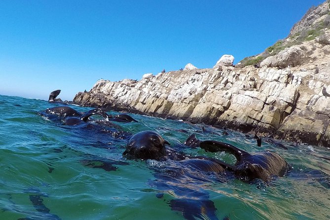 Swim with Seals - How the boat ride adds value