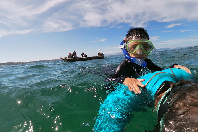 Swim with Seals - Photos, timing, and what to bring