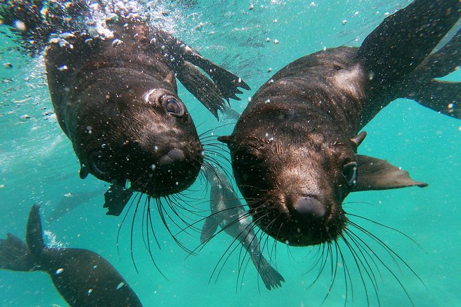Swim with Seals - Who will enjoy this most