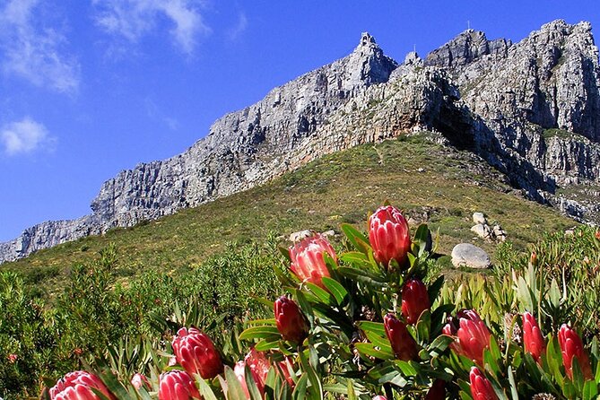 Table Mountain and Cape Town City Half-Day Trip - Bo-Kaap and the story behind the painted houses