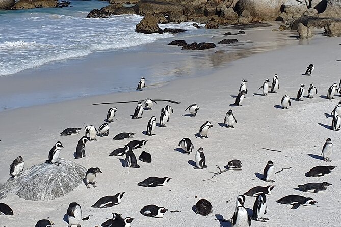 Table Mountain,Cape Point & Penguins Shared Tour, From Cape Town - Cape Point Nature Reserve and the old lighthouse