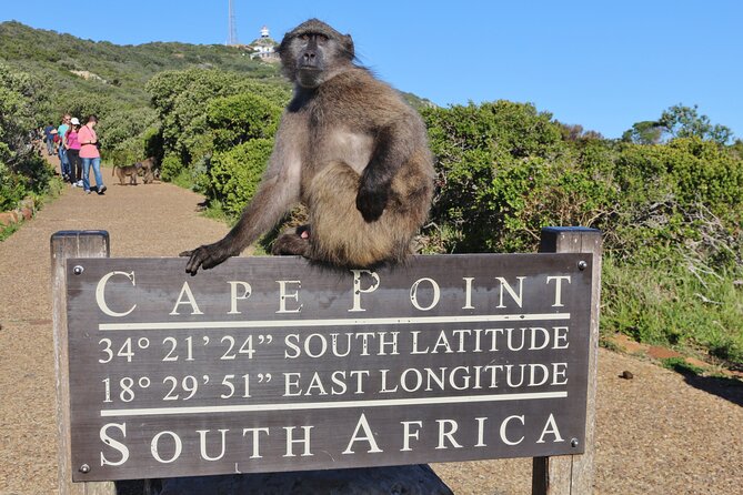 Table Mountain, Penguins & Cape Point Small Group Tour Cape Town - Why this Cape Peninsula day works for first-time visitors