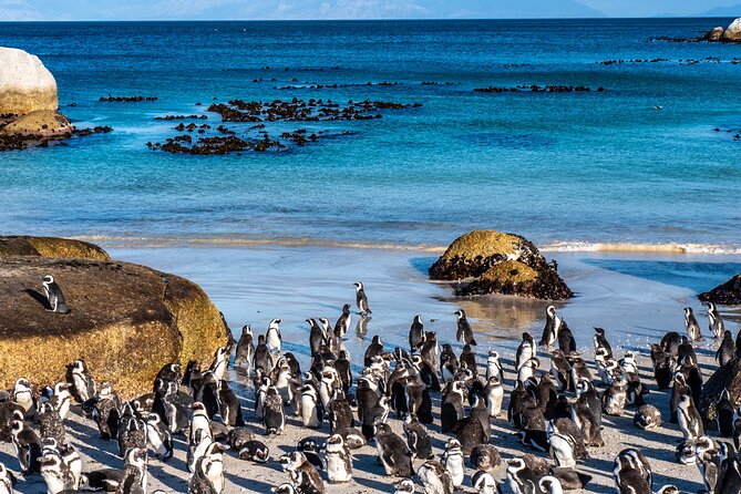 Table Mountain, Penguins & Cape Point Small Group Tour Cape Town - Cape of Good Hope and Cape Point in the afternoon