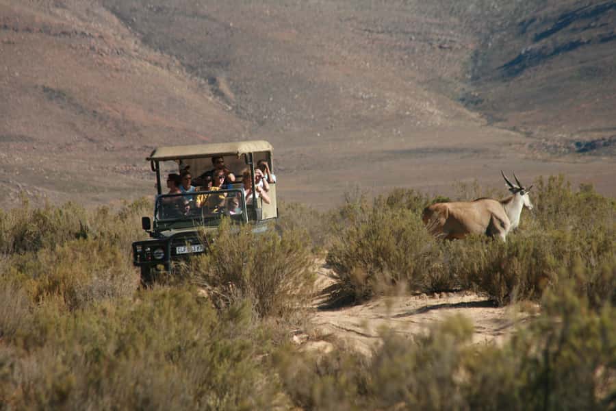 The Best Private Cape Town Safari Day Trip - Aquila Big 5 - What the Karoo setting adds