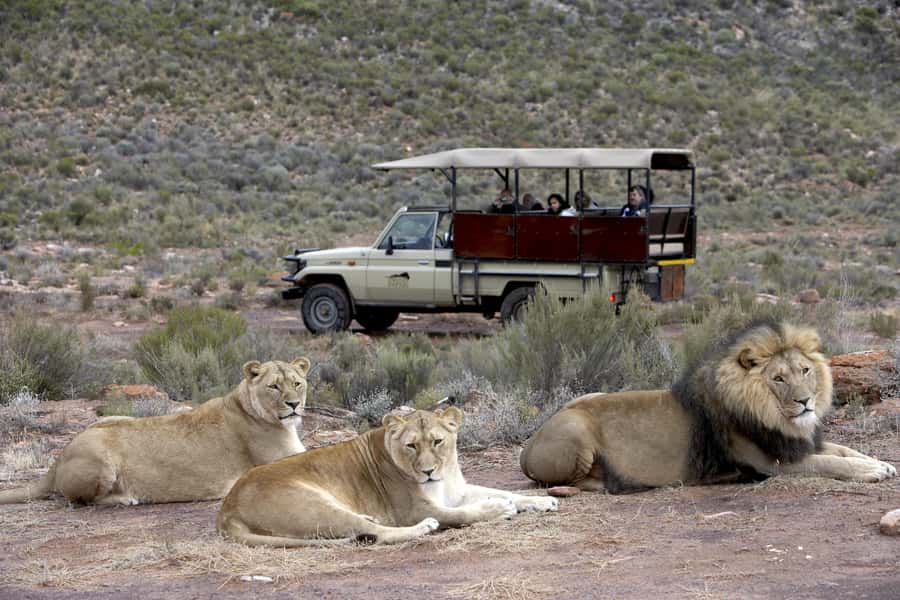 The Best Private Cape Town Safari Day Trip - Aquila Big 5 - Who will enjoy this day most