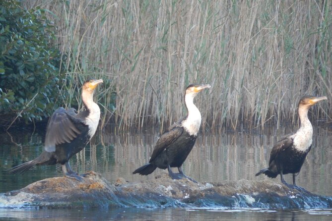 Touw River Boat Cruise - Wilderness National Park - A calm introduction to Wilderness National Park