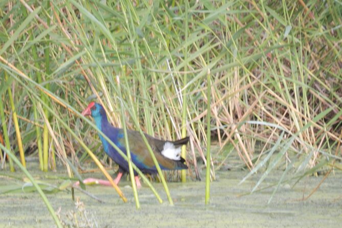 Touw River Boat Cruise - Wilderness National Park - Why the guide matters