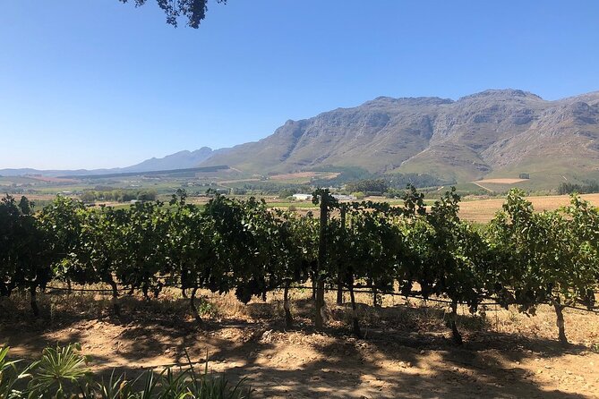 Vine Hopper: Hop-On Hop-Off Wine Tour - Northern Route - Delheim for a slower meal break