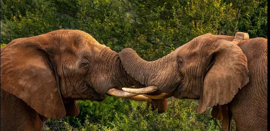 Visit Port Elizabeth :Addo Elephant Park Wildlife Safari - Key points to know before booking
