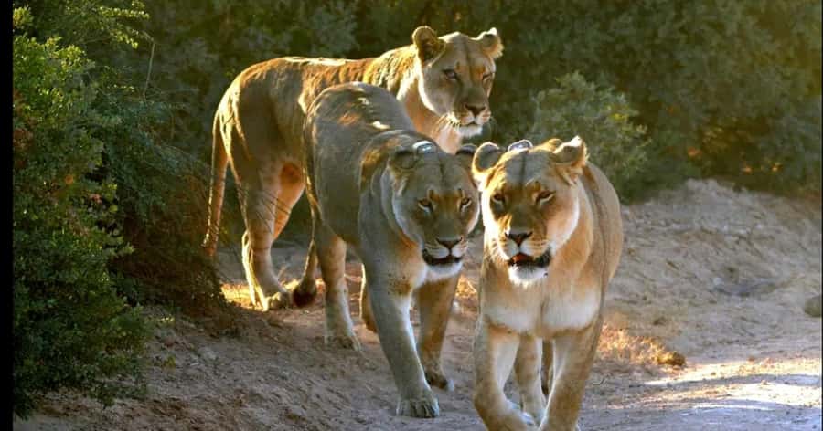 Visit Port Elizabeth :Addo Elephant Park Wildlife Safari - Booking flexibility and practical planning
