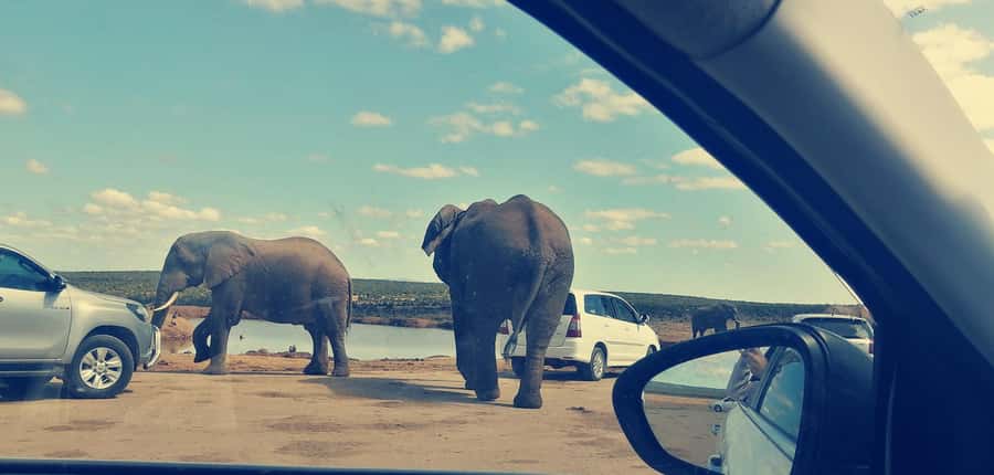 Visit Port Elizabeth :Addo Elephant Park Wildlife Safari - Why Addo is such a good match for a short safari