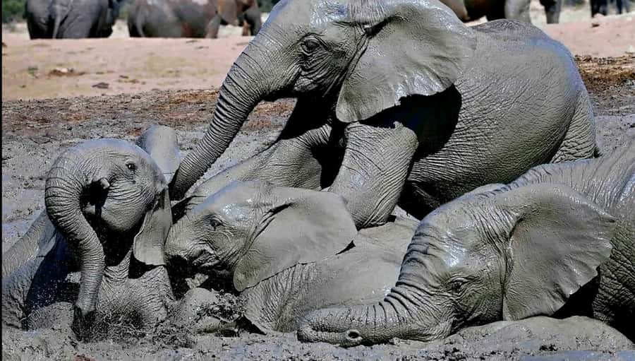 Visit Port Elizabeth :Addo Elephant Park Wildlife Safari - Four hours among Addo’s elephants and brush