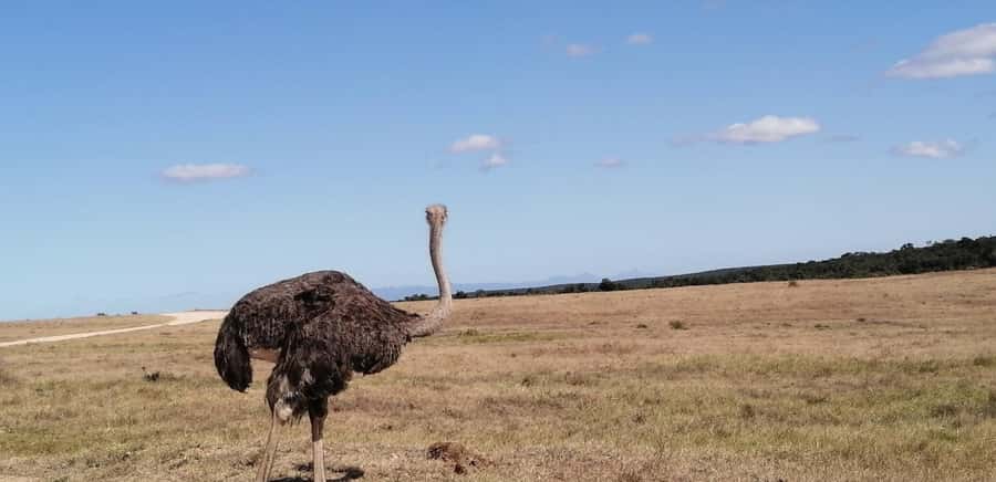 Visit Port Elizabeth :Addo Elephant Park Wildlife Safari - How the guide helps find wildlife