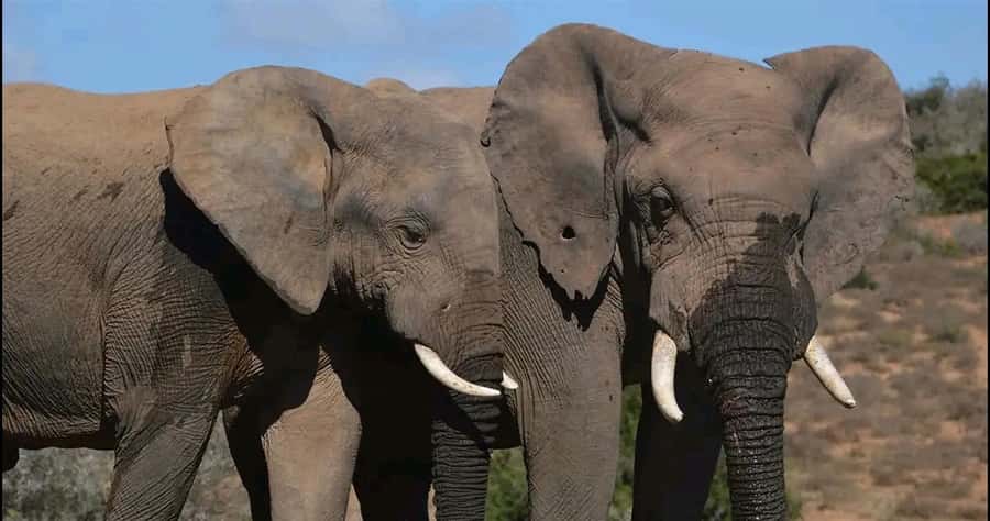 Visit Port Elizabeth :Addo Elephant Park Wildlife Safari - The short food break in the park