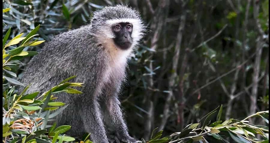 Visit Port Elizabeth :Addo Elephant Park Wildlife Safari - What the $156 price buys you