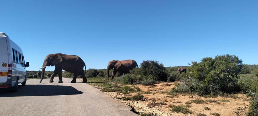 Visit Port Elizabeth :Addo Elephant Park Wildlife Safari - Who will enjoy this Addo outing most