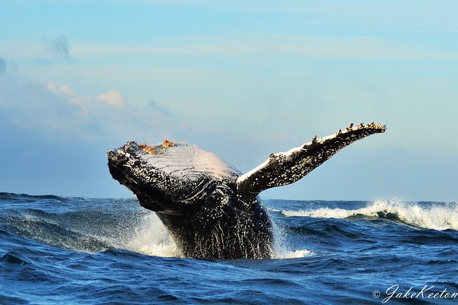 Whale, Dolphin & Penguin Island Cruise - A morning on Algoa Bay with Raggy Charters