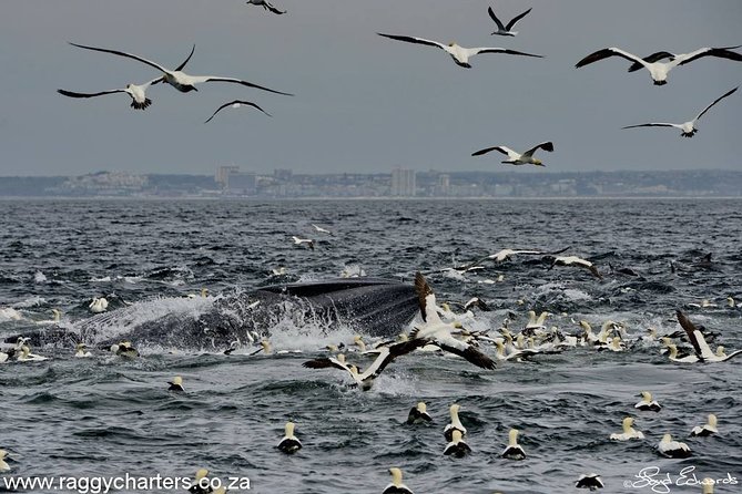 Whale, Dolphin & Penguin Island Cruise - Whale season from June through early December