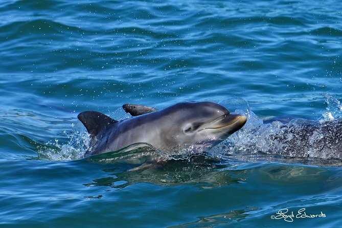 Whale, Dolphin & Penguin Island Cruise - What the small group changes