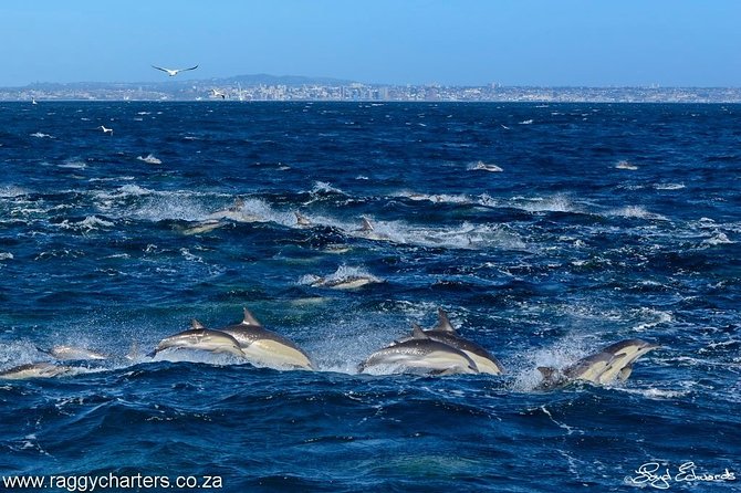 Whale, Dolphin & Penguin Island Cruise - Practical details before you leave Port Elizabeth