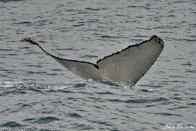 Whale, Dolphin & Penguin Island Cruise - Who will enjoy this cruise most?
