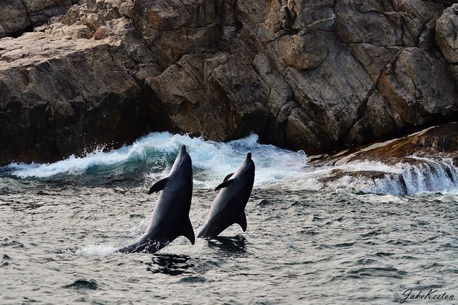 Whale, Dolphin & Penguin Island Cruise - Dolphins at the bow and beyond the islands